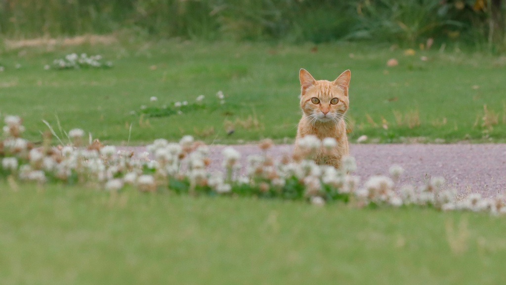 子猫ポートレート