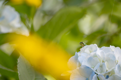 梅雨の花見
