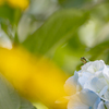 梅雨の花見