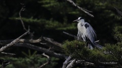 湖畔に棲む主（ぬし）へ