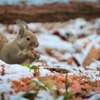 初雪の朝ごはん