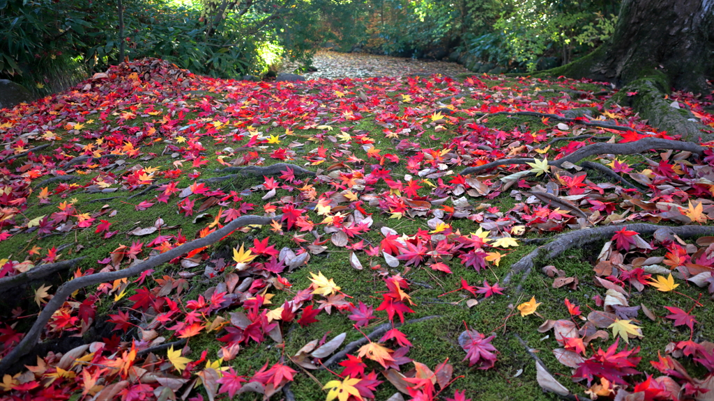 紅葉の絨毯