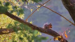 秋晴れの朝食