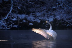 「白鳥の湖」開演