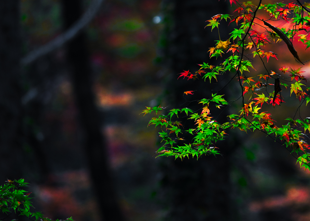 紅葉の風景