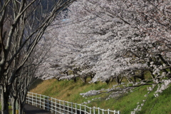 基山の桜