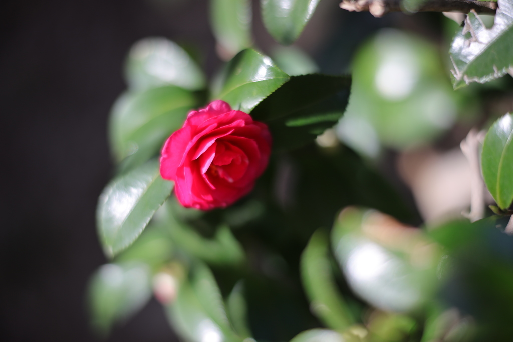 山茶花