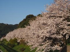 基山の桜
