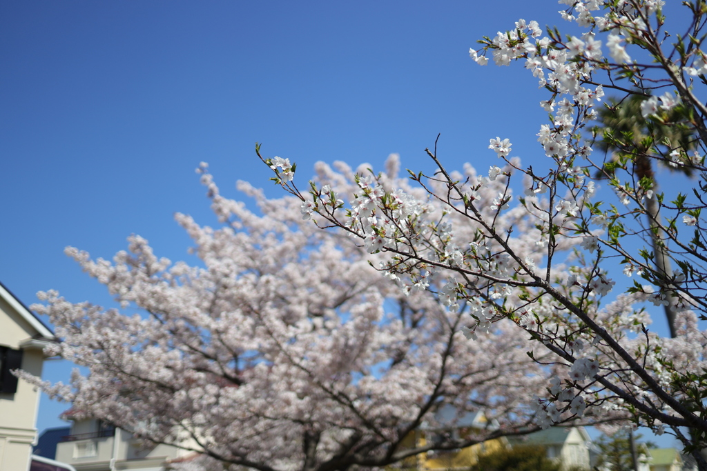 桜