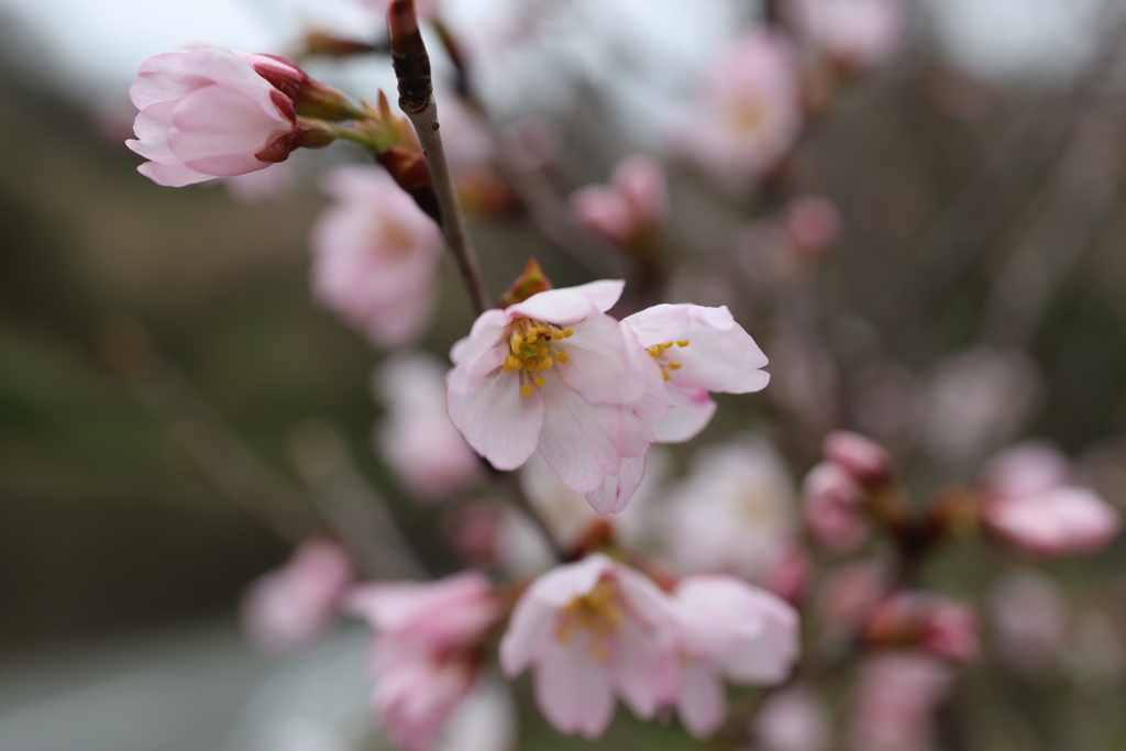 啓翁桜