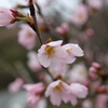 啓翁桜