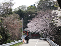 鷲尾愛宕神社の桜