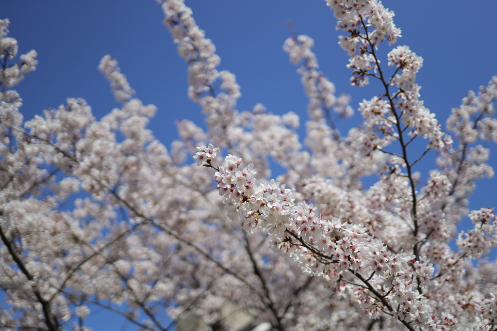 桜