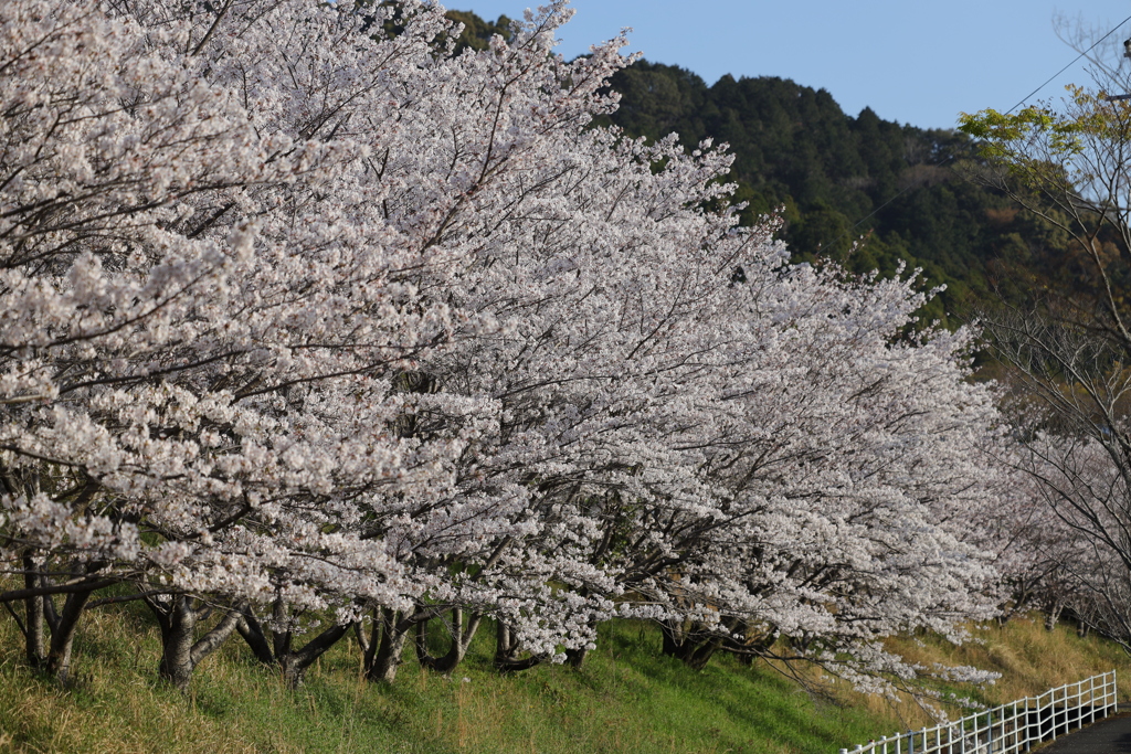 基山の桜