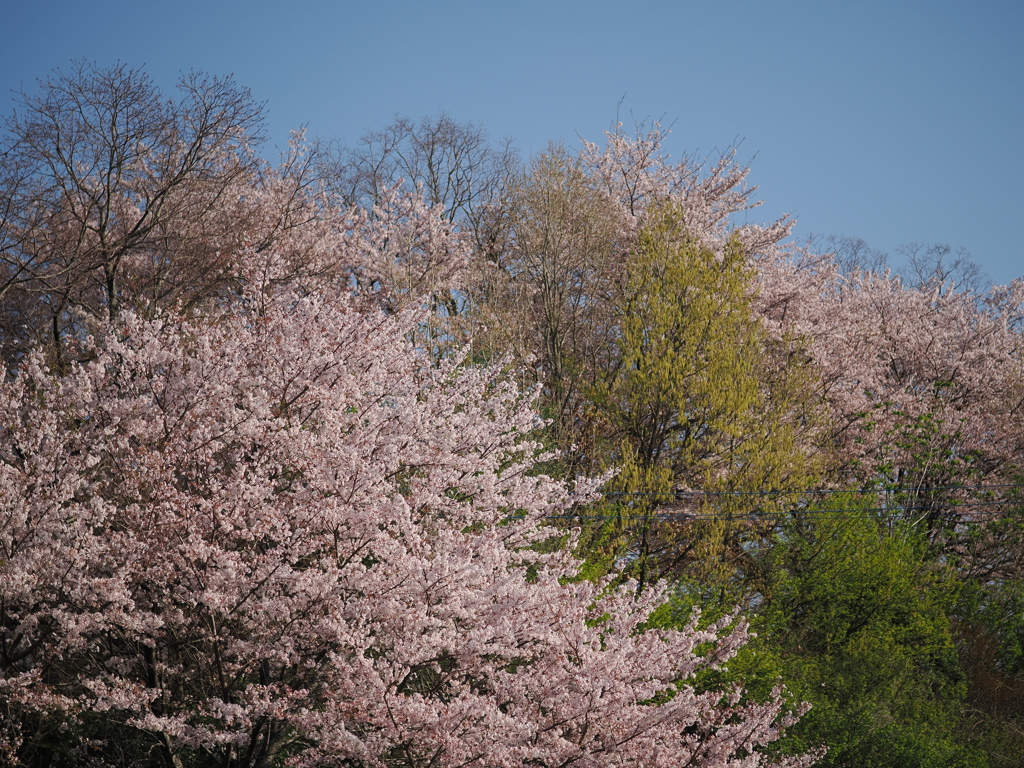 桜