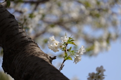 大島桜