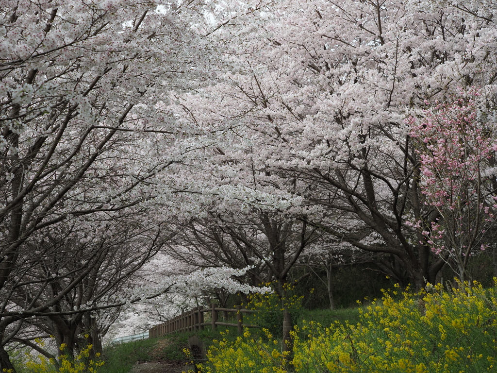 桜