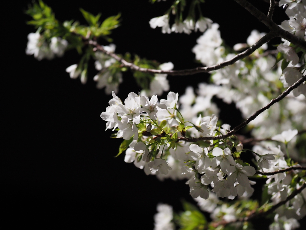 夜桜