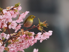 河津桜とメジロ２