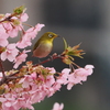 河津桜とメジロ２