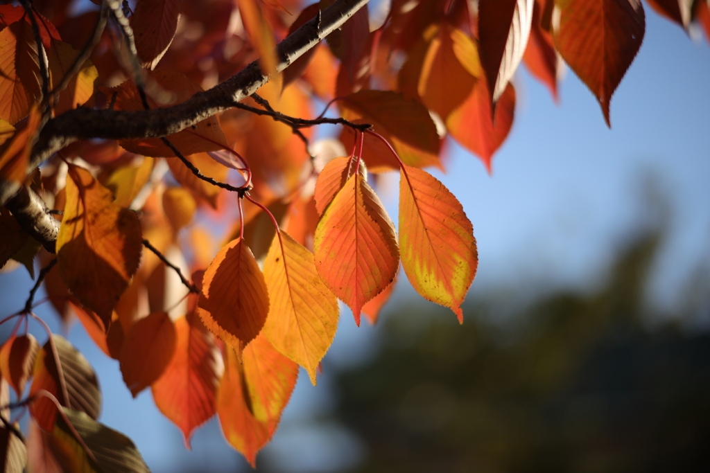 紅葉