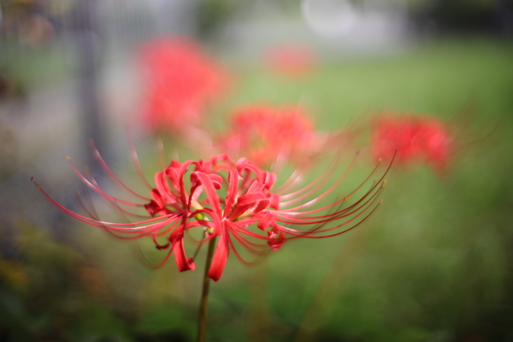 彼岸花