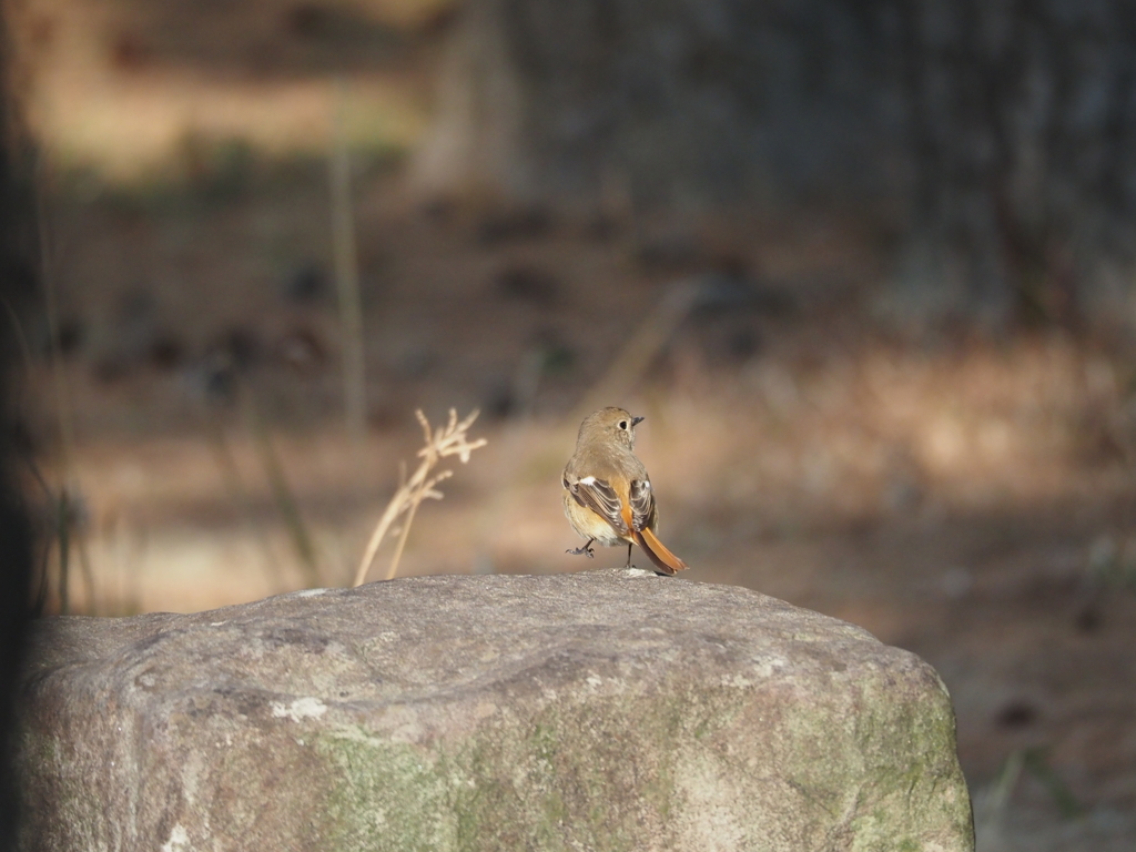 ジョウビタキ♀