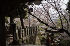 春の愛宕神社