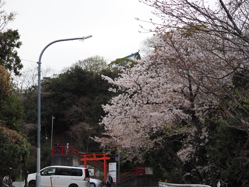 春の愛宕神社