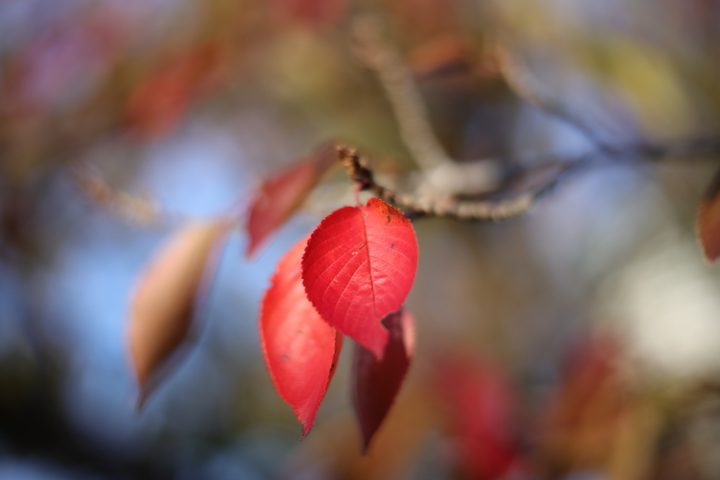 桜紅葉
