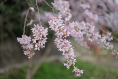 鷲尾愛宕神社の桜