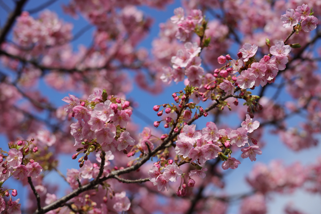 福岡愛宕の河津桜