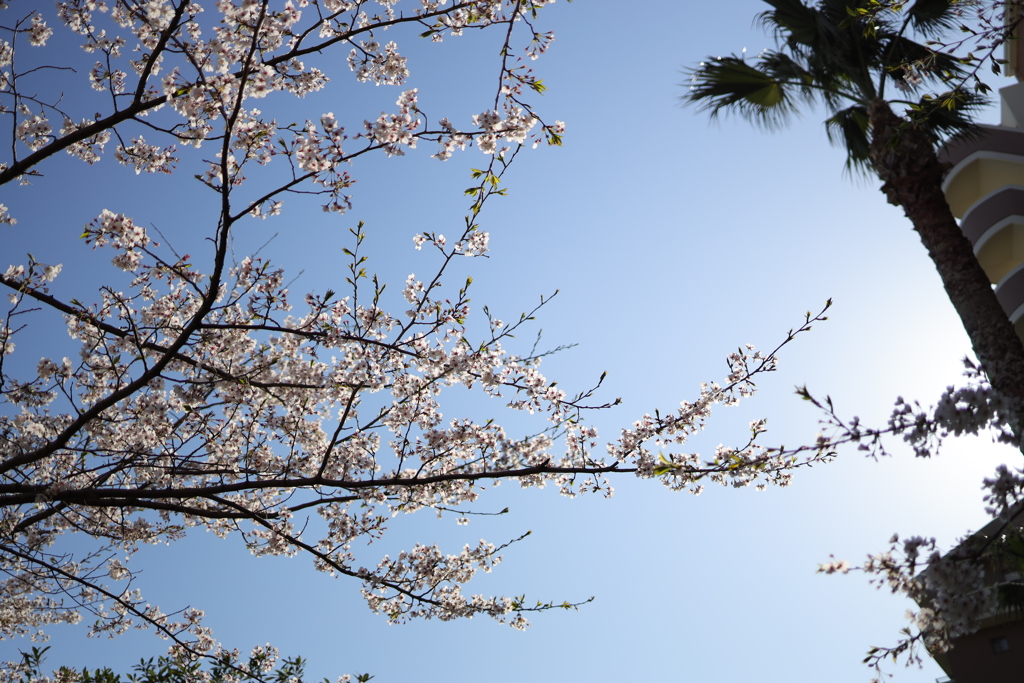 桜