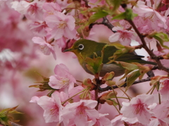 河津桜とメジロ４