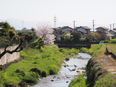 春の秋光川