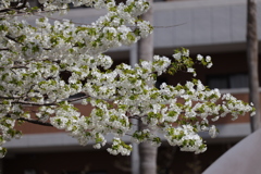 大島桜