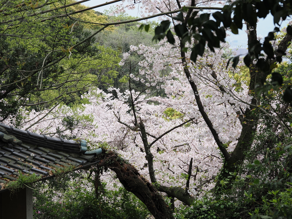 2024春の鷲尾愛宕神社