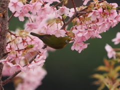 河津桜とメジロ１