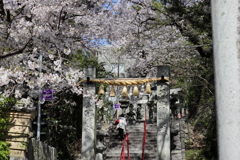 愛宕さんの桜