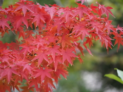 モミジの紅