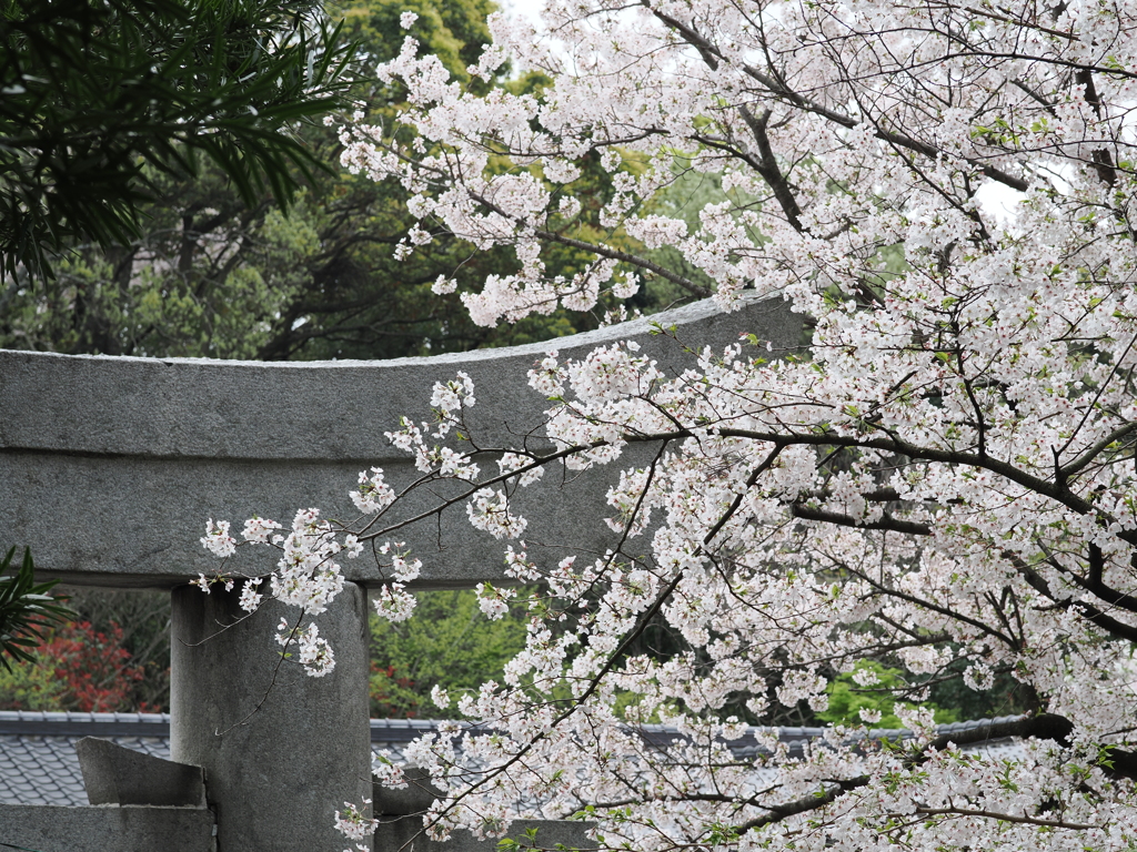2024春の鷲尾愛宕神社