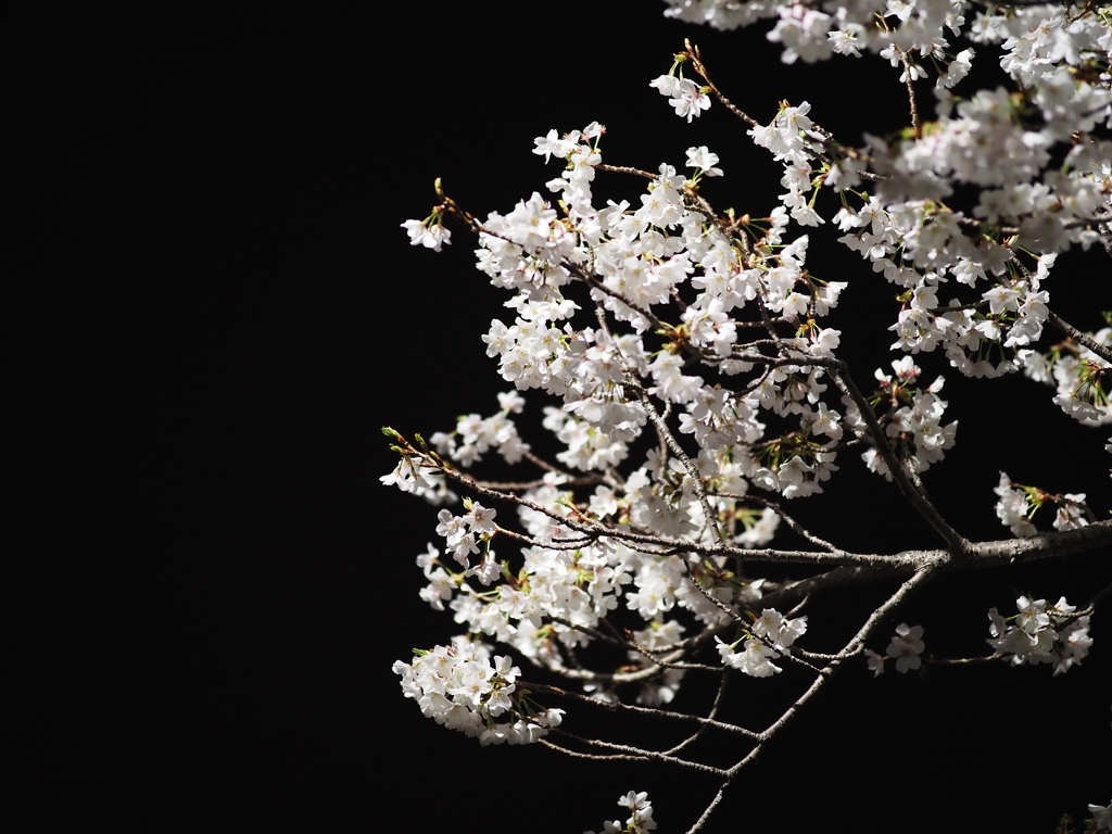 夜桜
