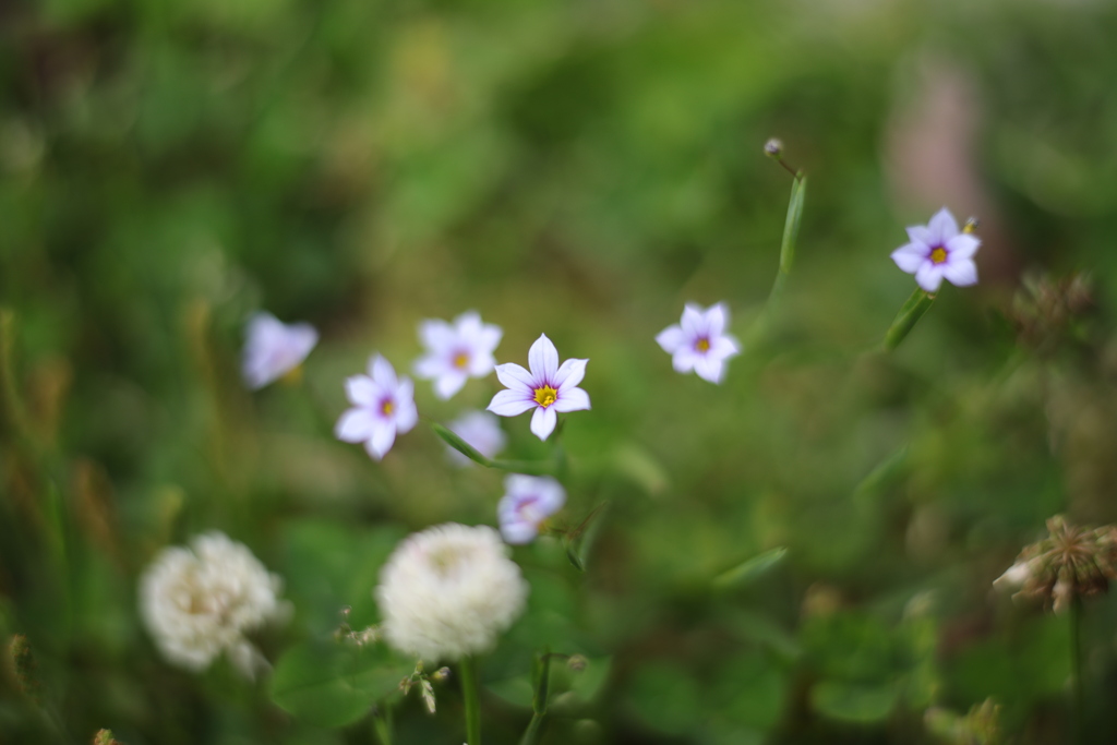 ニワゼキショウ