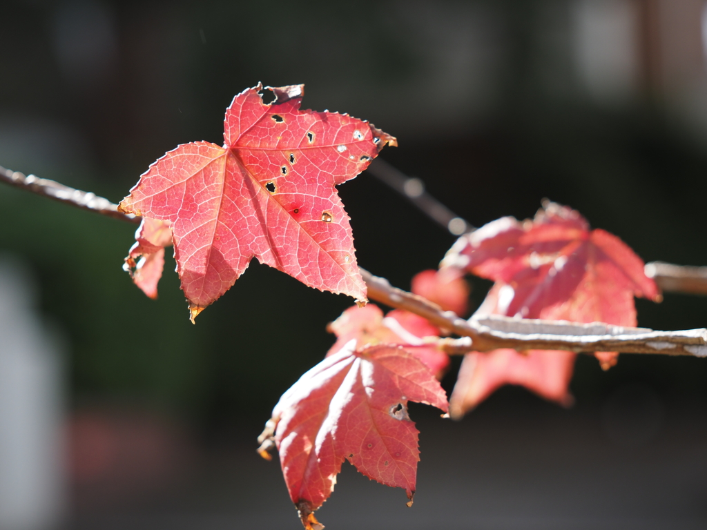 紅葉