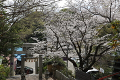 鷲尾愛宕神社の桜
