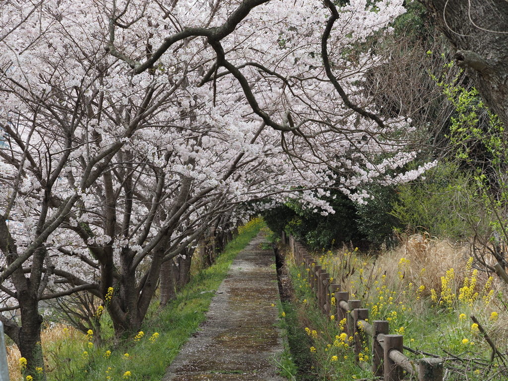 桜