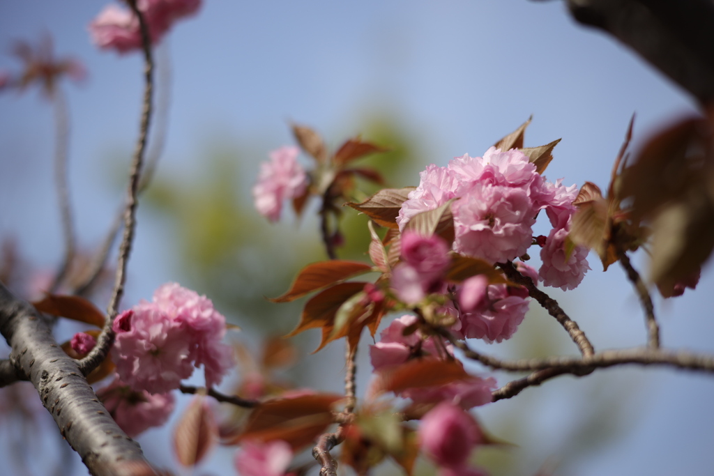 八重桜