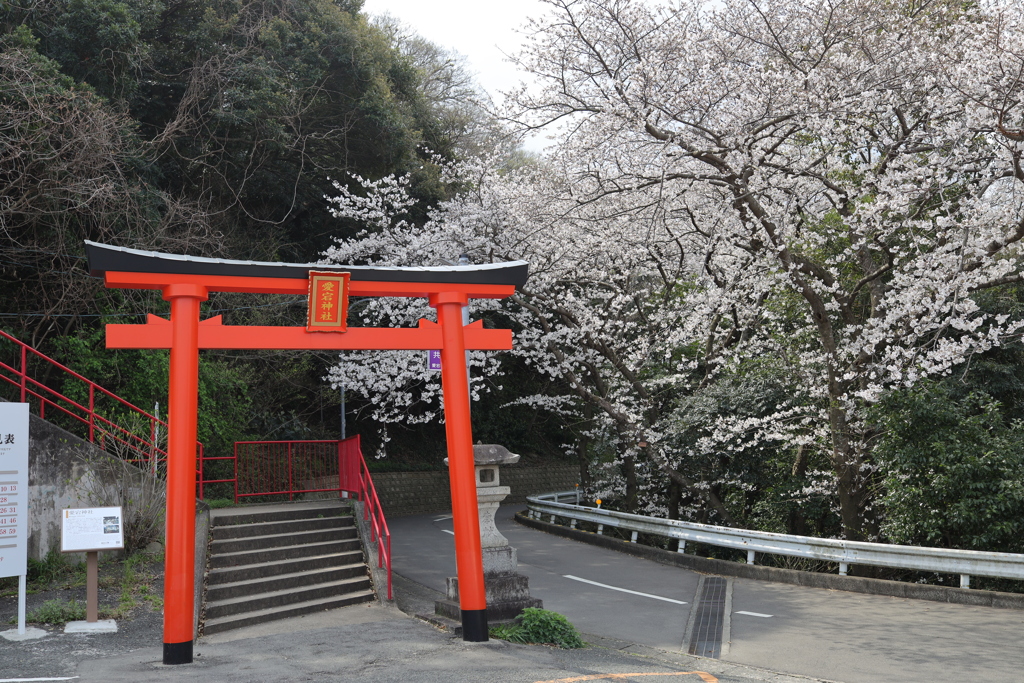 鷲尾愛宕神社の桜