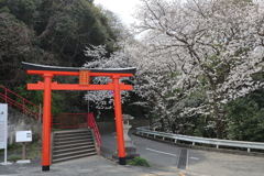 鷲尾愛宕神社の桜