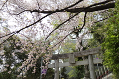 春の愛宕神社